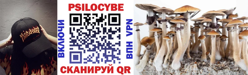Купить где  Сенгилей  Псилоцибиновые грибы Cubensis 